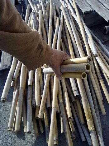 2013 Bamboo poles I cut and trimmed and cleaned, ready to be made into flute bodies!
