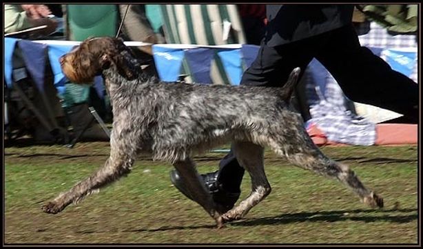 are german roughhaired pointer aggressive