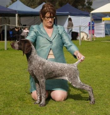 Moruada Californication " Jake" 2 Baby in Shows, 5 Baby in Groups, 2 S/S wins, 1 - 2nd place S/S A Star in the making ! Currently in SA being shown will return to NSW late Nov 2008.
