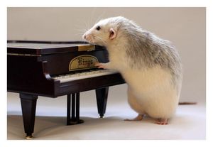 Piano Playing Mouse
