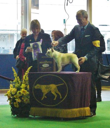 Westminster 2016 Winner's Bitch, with Marcelo Chagas and Judge
