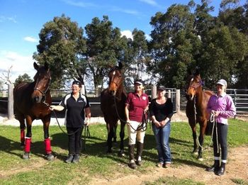 Western Australia Intro weekend's Morgan team of horses
