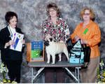 April 9, 2010 - Mixon (Aviator's Mixon Buziness With Pleazure by Ch. SnugglePugs Lucky Lindy x SnugglePugs Amelia Earhart) wins a 4 point major (his second) at Central Carolina Pug Dog Club Specialty. Judge Rebecca Harrison.
