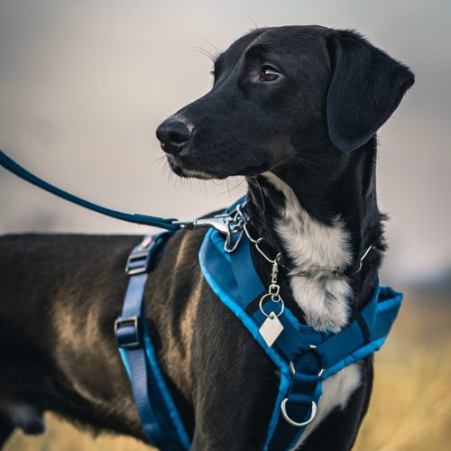 Trade in prong, bark, and shock collars for 15% off your initial service - Wild At Heart Dogs, Courtenay and Comox Valley BC