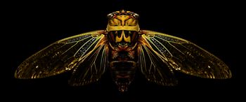 "Cicada" by Dusty Cooper
