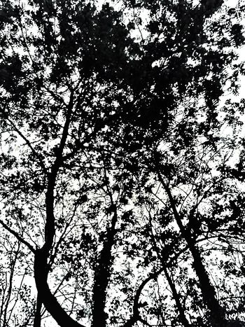 Tree series photo 7
