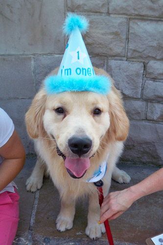 Boomer's 1st Birthday Party "Just wanted to let you know what a great party you threw. From the pup cakes to the goodies to go home with, Thank you so much for everything!" Thanks again Marian and Boomer

