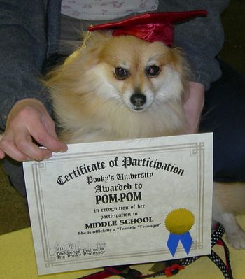 Pomeranian
