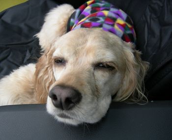 "A Tired dog is a good dog" after a long walk!
