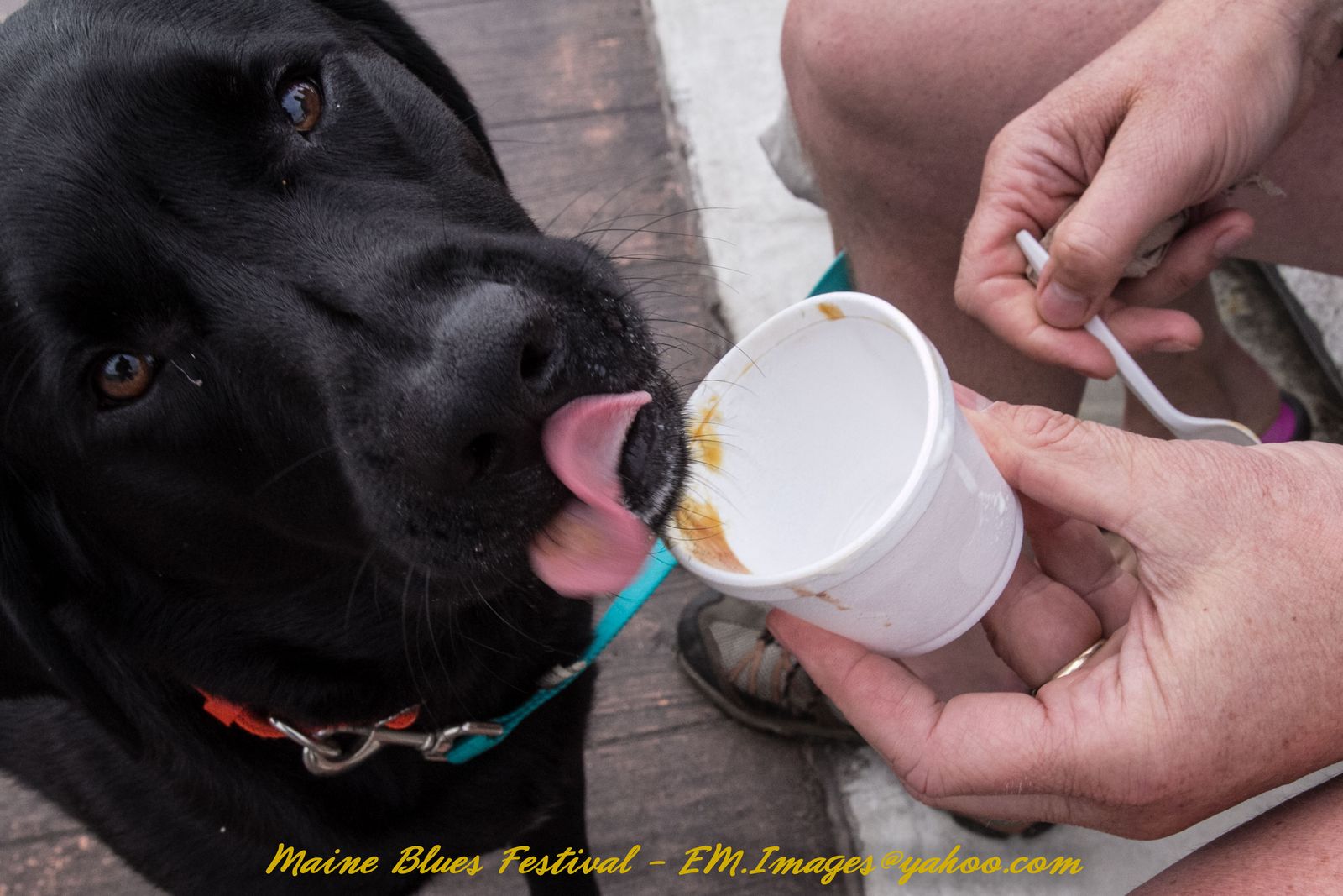 Maine Blues Festival - PHOTOS