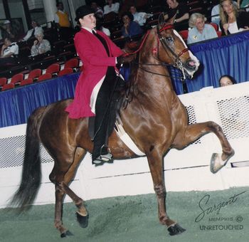 S.M. Flash Dancer at the World's Championship Horse Show in Show Pleasure
