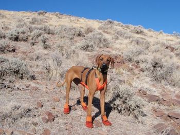 Abbey hunting in Utah on her first birthday - January 2013
