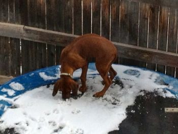 Zastrow in Denver, enjoying the snow and discovering the trampoline - January 2013.
