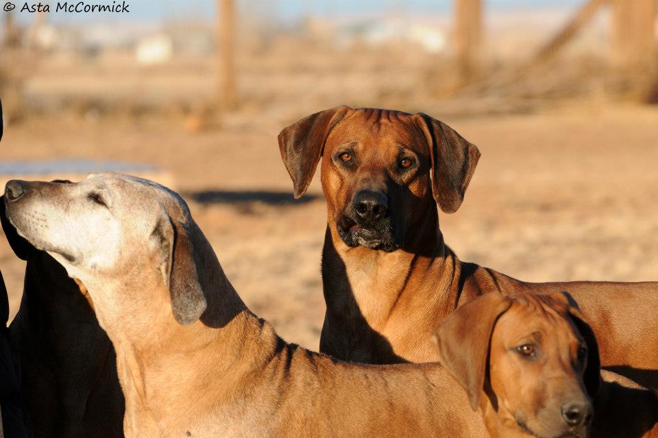 Krystal Rhodesian Ridgebacks - Emerald