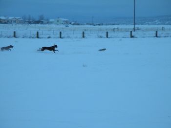 Bunny chase!! Dec. 2010
