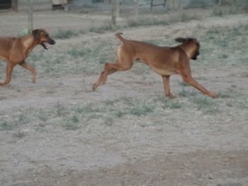 Ra and Hellza romping - Oct 2011
