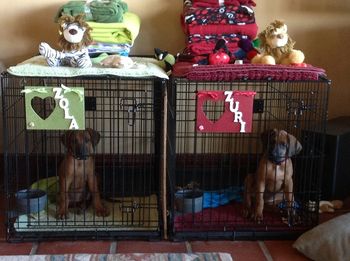 Zola & Zuri in their new digs! October 2012.
