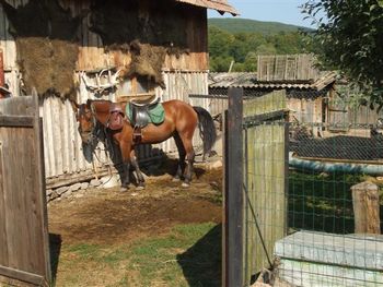 Rudy, Shandor's horse, outside the Hunter's home
