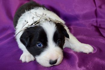 Pup 3 - Prince Harry
