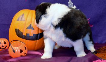 Pup 8 - Halloween Pics
