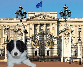 Prince George (Rastus) in front of Buckingham Palace.

