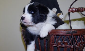 Pup 3 Zeus - 4 Weeks Old
