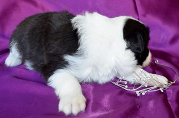 Pup 3 - Prince Harry

