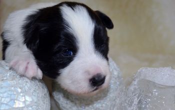 Pup 3 - Two Weeks Old

