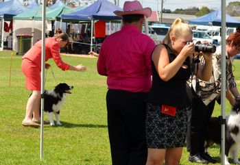 Murhpy Taking Out An 11 Pt. Dog Challenge @ Caboolture Show at Only 8 mths old, Against Much Older Titled Dogs  24-11-2013
