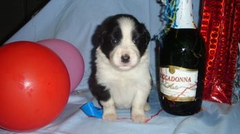 Rosie's New Year Pic - 3 Wks Old
