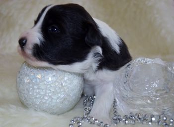 Pup 5 - Two Weeks Old
