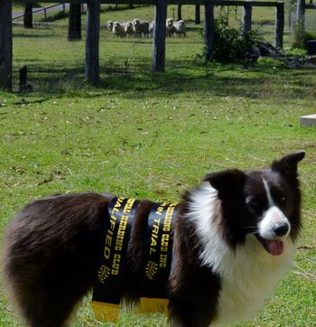 Time with his Ribbons for HIT at the CHC Herding Trial 27th April 2013
