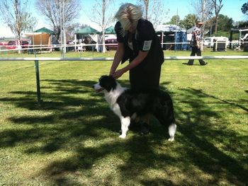 Rosie (9mths) being stacked at the Allora Show 11-9-2010. Her first show
