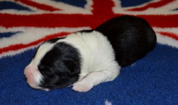 Pup #4 Male.
