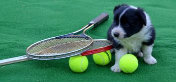 Pup 2 - Ionaborda Grand Slam
