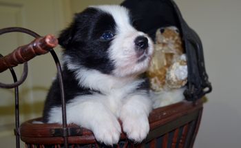 Pup 7 Rein - 4 Weeks Old
