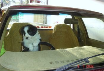 Pup 2 Kaia trying to drive Stevie's ute
