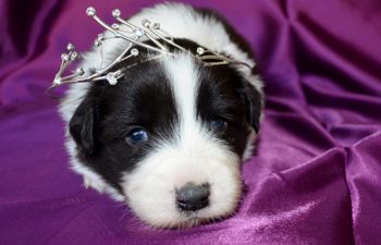 Pup 2 - Prince William
