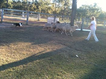 This is Rosies first attempt at herding - 5 months
