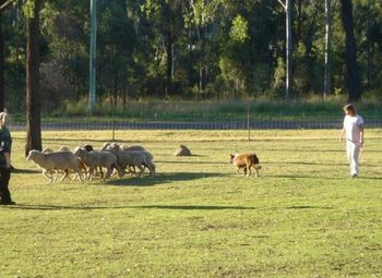 Truffle getting the hang of this herding very quickly
