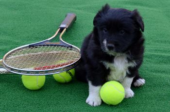 Pup 1 - Ionaborda Serena Williams
