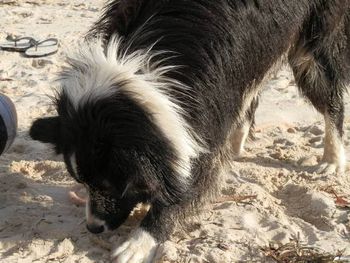 Jasper digging on the beach
