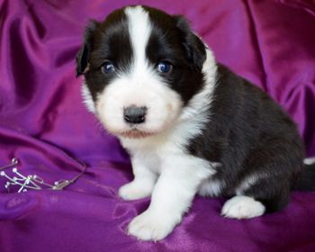 Pup 2 - Prince William
