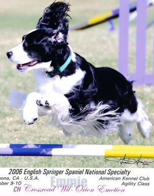 Emmie is seen here enjoying her agility run at the 2006 Nationals in California.
