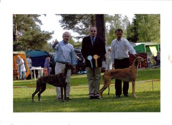Norwegian Sighthound Specialty BOB Ch Jets Something In The Way You Smile BOS Ch Showline Silent Step
