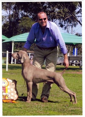 Ch and Grand Ch Divani Just A Dash...Owned by Graham and Leonie Kellett and Dianne Horner and Val Speck Dash is the greatest BIS Winning Weimaraner in the History of the Breed
