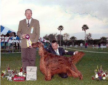 Ch Slaysett Irish Celebrity BOB Palm Springs Kennel Club ...Handled By Loran Morgan
