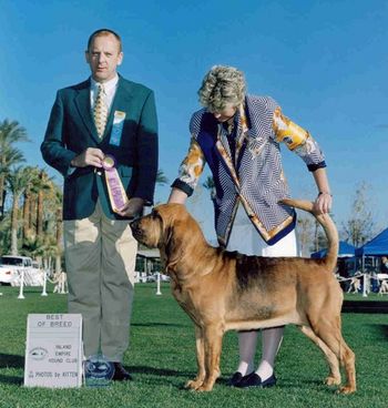 Am Ch Ridgerunner Unforgettable BOB Palm Springs Kennel Club
