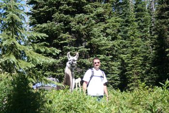 Hiking with llamas in Montana
