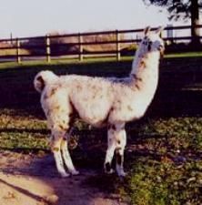 2005 ALSA Grand Nationals 4th place 2 yr. old Light Wool Female MBL Novia
